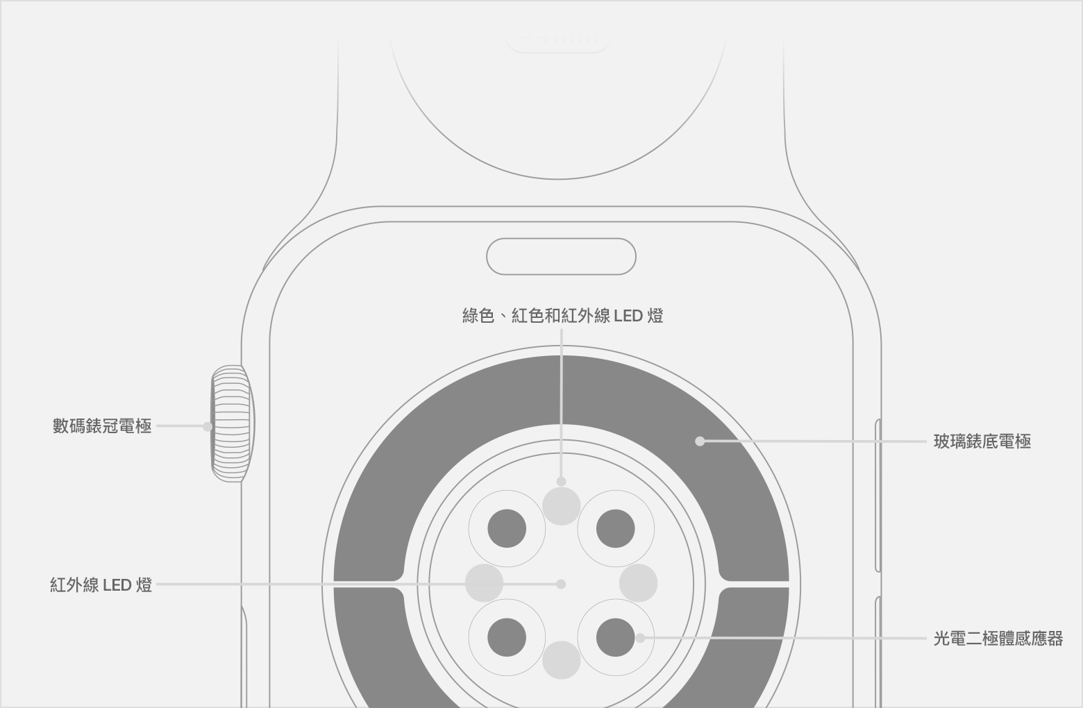 圖中為 Apple Watch 背面,標示出紅外線 LED 燈、光電二極體感應器及玻璃錶底電極的位置。