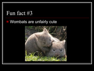 Fun fact #3 Wombats are unfairly cute 