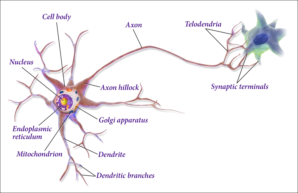 The biological neurons